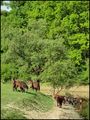 Zelena rapsodi&hellip;