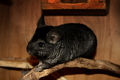 krzneni prijat&hellip;
