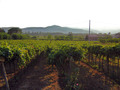 Vinograd Corte&hellip;
