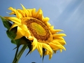 Okrenut ka sun&hellip;