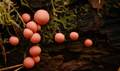 Lycogala epide&hellip;