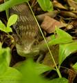 blue tongued s&hellip;