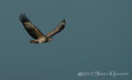 White-bellied &hellip;