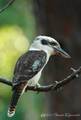 Kookaburra, Da&hellip;