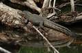krokodil (Croc&hellip;