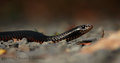 red bellied bl&hellip;