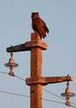 sova (Bubo bub&hellip;