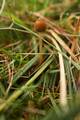 Psilocybe semi&hellip;