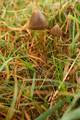 Psilocybe semi&hellip;