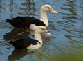 burdekin duck &hellip;