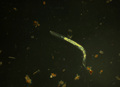 nematoda iz mo&hellip;