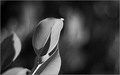 Light Touched &hellip;