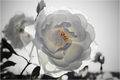 Rosa Blanca 4 &hellip;
