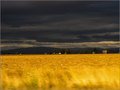 Sunny Field _ &hellip;