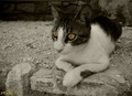 Neka mačka plo&hellip;