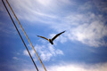 free like a bi&hellip;