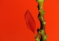 Crvena fotogra&hellip;