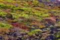 Iceland - Flor&hellip;