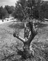 Maslina (Kodak&hellip;