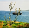 Mlada maslina.&hellip;