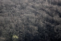 Priroda: Šuma.&hellip;