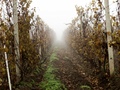 Jutro u vinogr&hellip;