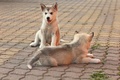 Brat i sestra &hellip;
