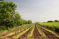 Vinograd u svi&hellip;