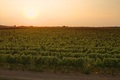 Vinograd u lip&hellip;