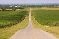 Iločki vinogra&hellip;