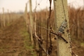 Vinogradska te&hellip;