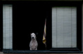 Dog with attit&hellip;
