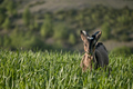 Lezerno ... ( &hellip;