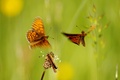 The Butterfly &hellip;