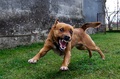 Bobi