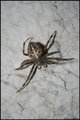 Araneus angula&hellip;
