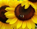 Suncu okrenuti&hellip;