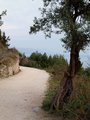 maslina pored &hellip;