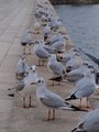 gluvarenje na &hellip;