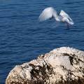 skica za portr&hellip;