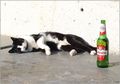 nije pivo za s&hellip;