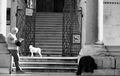 canis ante por&hellip;
