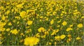 neka cvjeta ti&hellip;