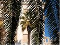 dok palme (ne)&hellip;