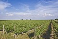 Vinograd
