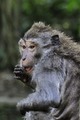 Monkey forest &hellip;