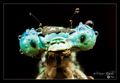 Common blue da&hellip;