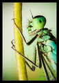 Female damself&hellip;