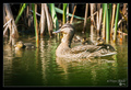 Duck with litt&hellip;