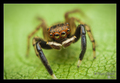 Euophrys front&hellip;